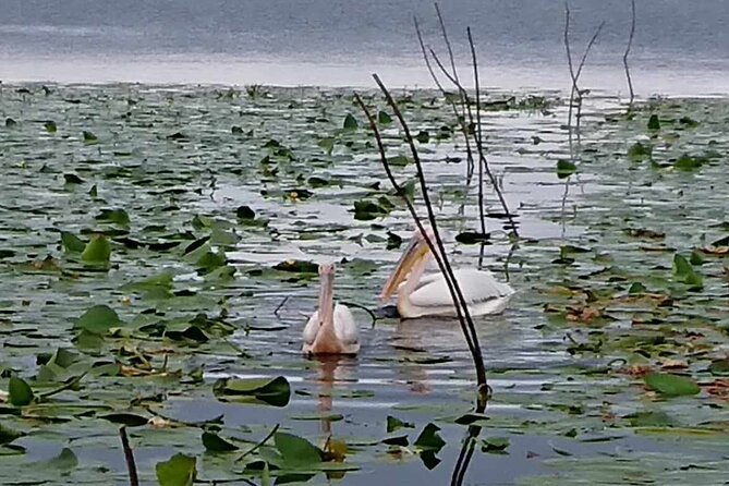 Daily Tours in the Danube Delta - Camely Cruise - Snacks, Coffee, and Bathroom Planning (So You Can Just Enjoy)