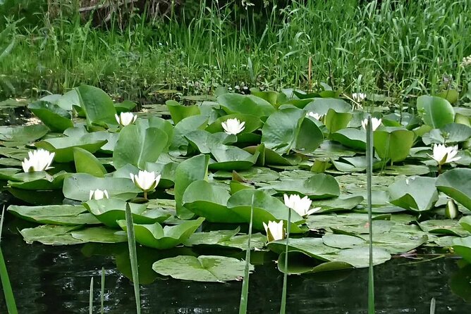 Daily Tours in the Danube Delta - Camely Cruise - Price and Value: What $494.60 per Group Really Means