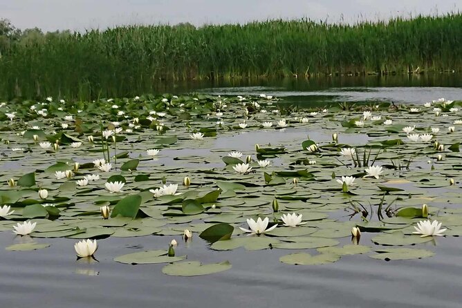 Daily Tours in the Danube Delta - Camely Cruise - Weather Rules: Rain, Wind, and What Changes on the Boat