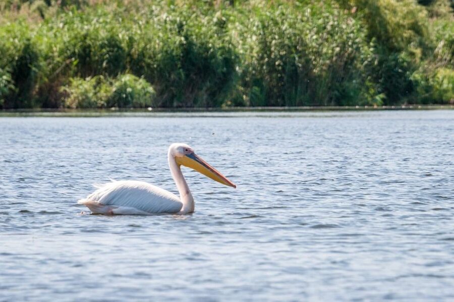 Danube Delta - 2-Day Tour from Bucharest - Constanta and the Coast Feel on the Way to the Delta