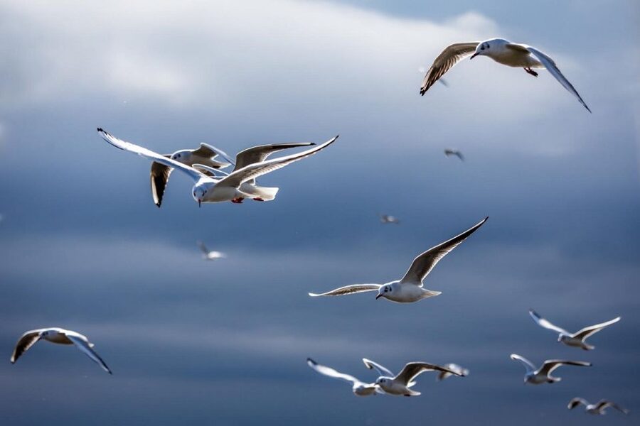 Danube Delta - 2-Day Tour from Bucharest - Wildlife Timing, Boat Setup, and What You Can Control