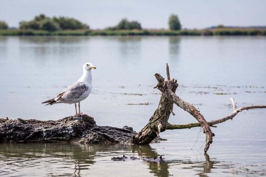 Danube Delta - 2-Day Tour from Bucharest - Your One Night: Delta Hotel or Guest House, Breakfast Included