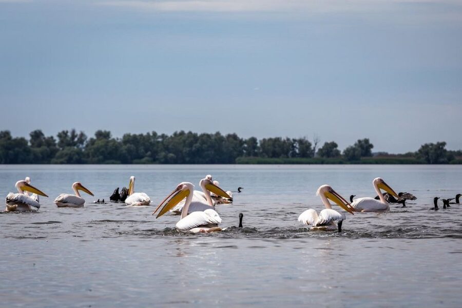 Danube Delta - 2-Day Tour from Bucharest - Price and Value: Is $505 a Fair Deal for Two Days?