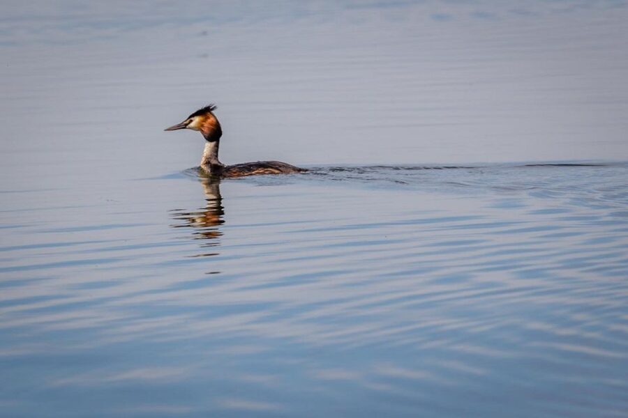 Danube Delta - 2-Day Tour from Bucharest - Danube Delta by Boat: Where Bird Spotting Becomes Real