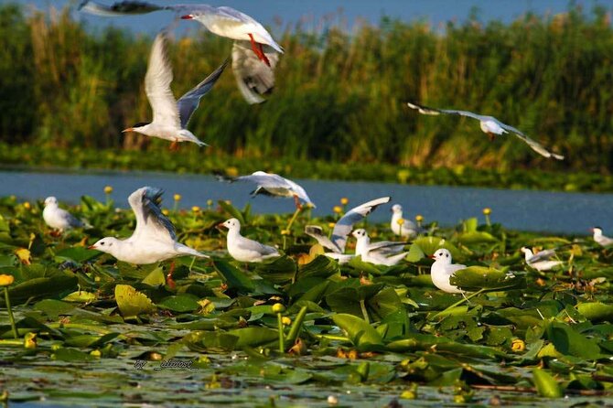 Danube Delta and Black See - 2 Days Private Tour from Bucharest - Day 2 in the Danube Delta: what the boat trip is really about