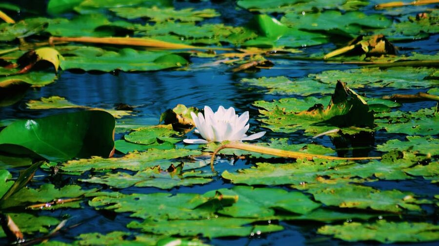 Danube Delta: Boat Tour Through the Water Lily Reserve - Key highlights I’d plan around