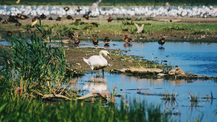 Danube Delta: Boat Tour Through the Water Lily Reserve - Where the tour starts in Tulcea County