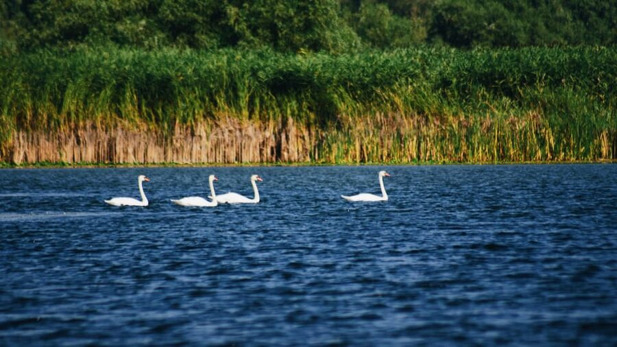 Danube Delta: Boat Tour Through the Water Lily Reserve - Your guide’s job: more than pointing and hoping