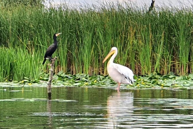 Danube Delta - Private Tour with Boat Trip & Traditional Lunch - Port Tulcea, Hârșova, and Țăndărei stops: what to expect on the route