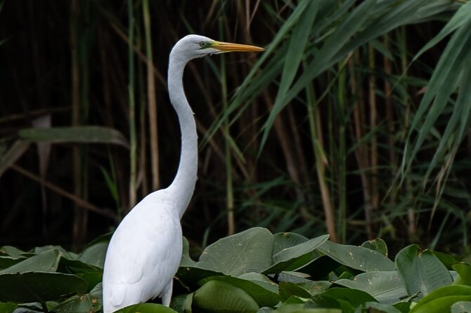 Danube Delta - Private Tour with Boat Trip & Traditional Lunch - Traditional lunch in the delta, fish feast style and what to watch for