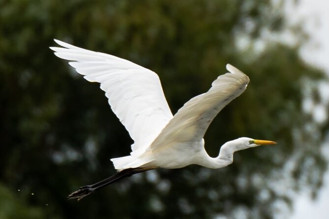 Danube Delta - Private Tour with Boat Trip & Traditional Lunch - Your guide and driver matter, and it shows in the details
