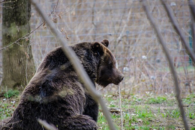 Day Trip Bear Sanctuary, Bran Castle, Rasnov Fortress from Brasov - Stop 2: Bran Castle, Dracula, and the Vlad the Impaler connection