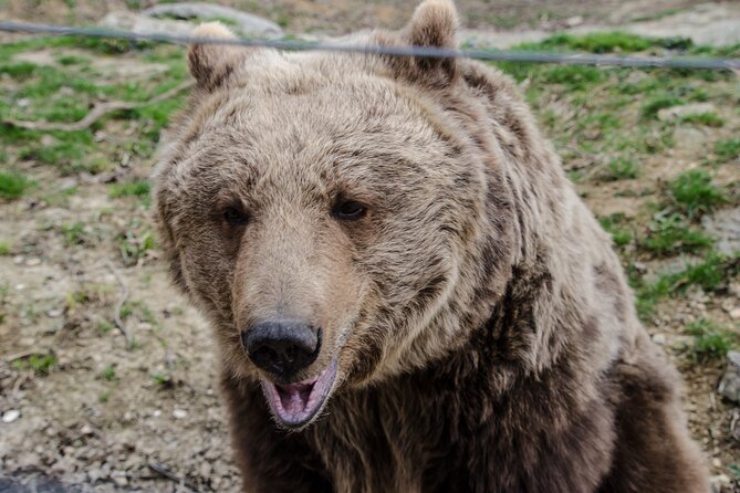 Day Trip Bear Sanctuary, Bran Castle, Rasnov Fortress from Brasov - Who this trip fits best (and who should think twice)