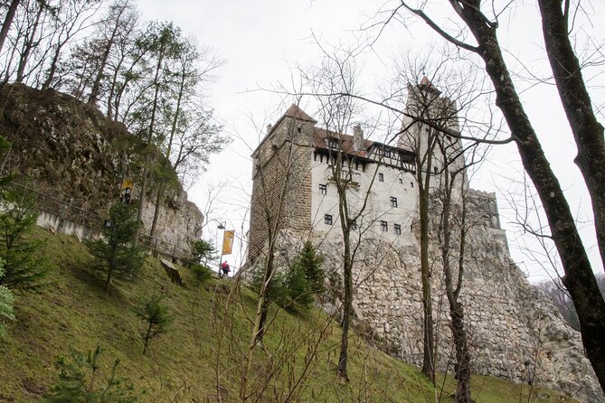 Day Trip Bear Sanctuary, Bran Castle, Rasnov Fortress from Brasov - Stop 1: LiBEARty Bear Sanctuary in Zarnesti (what to expect)