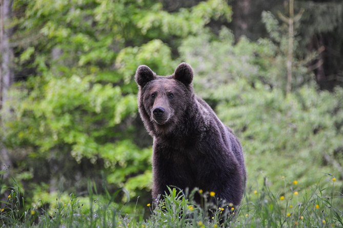 Day Trip & Bear Watching in the Land of Volcanoes - Why this day trip earns its 5 out of 5 rating