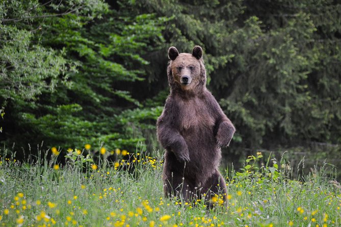 Day Trip & Bear Watching in the Land of Volcanoes - Price and Logistics: what you pay for, and what you get