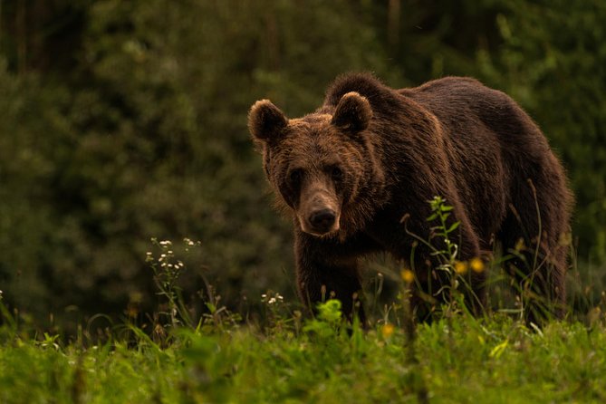 Day Trip & Bear Watching in the Land of Volcanoes - What to pack, and how to dress for a full 9:00 am to late day