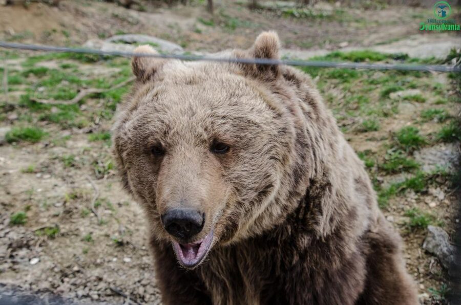 Day trip Bran Castle, Rasnov Fortress and Bear Sanctuary - Key highlights worth planning for