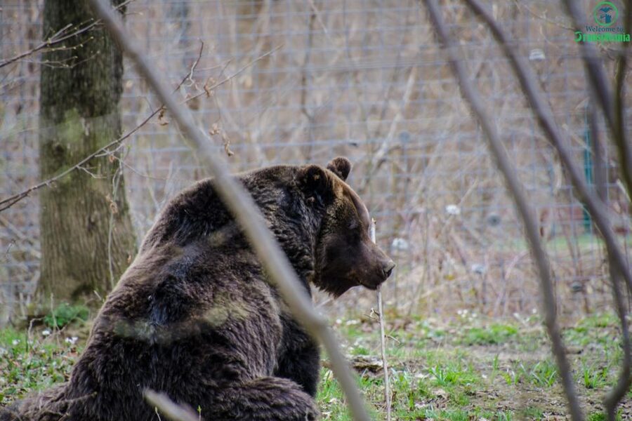 Day trip Bran Castle, Rasnov Fortress and Bear Sanctuary - Rasnov Fortress: mountain views and the 147-meter well legend