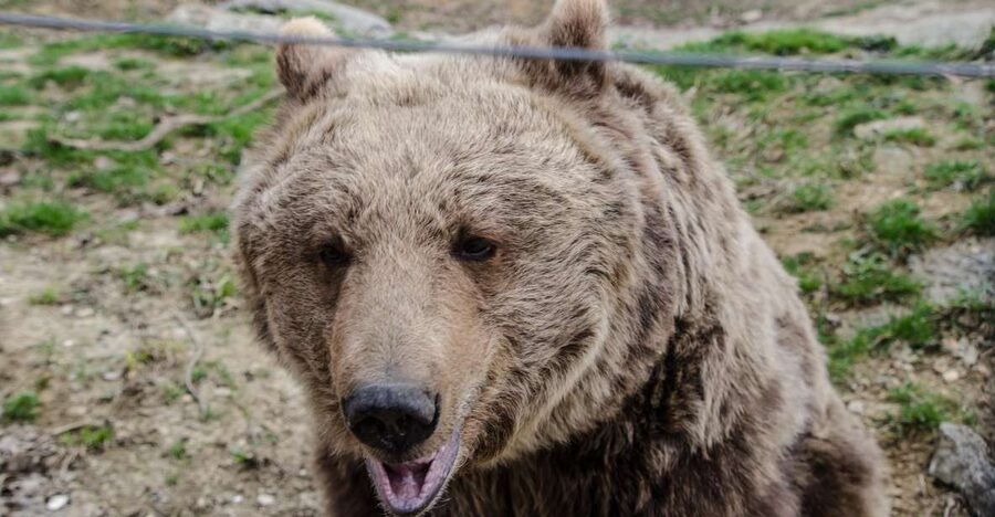 Day trip Bran Castle, Rasnov Fortress and Bear Sanctuary - LiBEARty Bear Sanctuary: welfare work you can actually see
