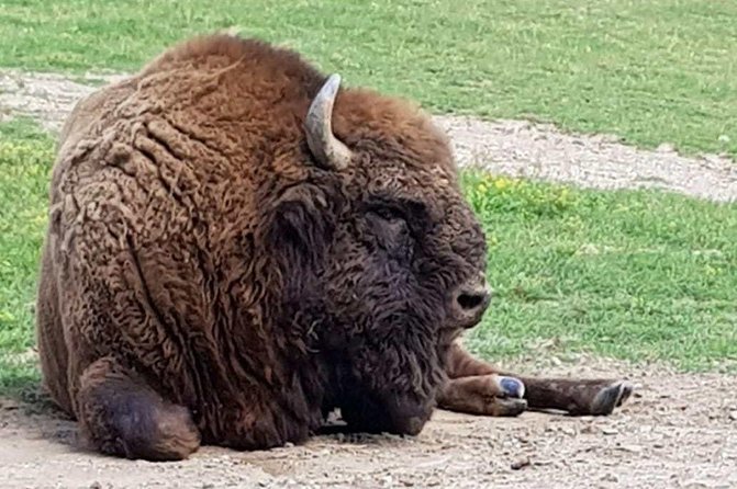 Day trip from Brasov: Bison reserve & traditional lunch - Key highlights you’ll care about
