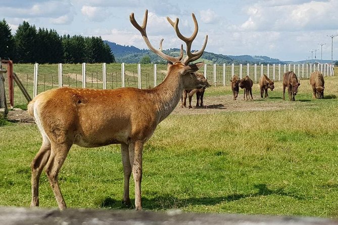 Day trip from Brasov: Bison reserve & traditional lunch - Morning pickup and the mountain drive out of Brasov