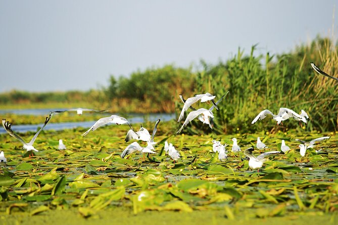 Day Trip from Bucharest to Danube Delta - Getting from Bucharest to the Delta: 7 to 8 hours of transfer time
