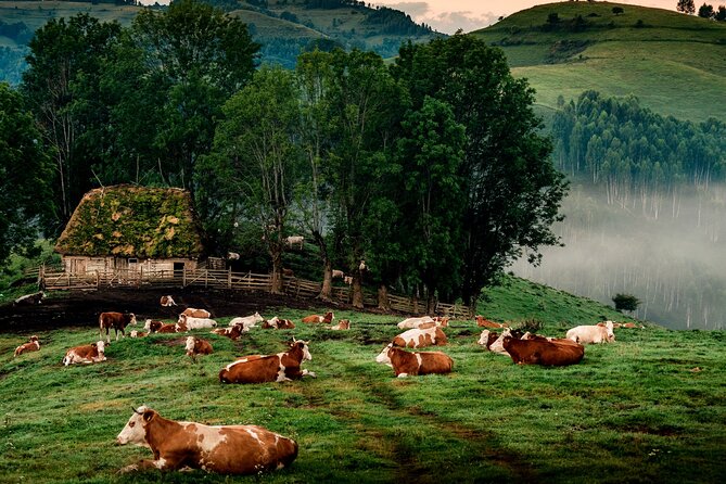 Discover Apuseni Mountains - Scarita Summit,Sipote Waterfall and Dumesti Village - Why Scarita Peak Is the Right Kind of Hard