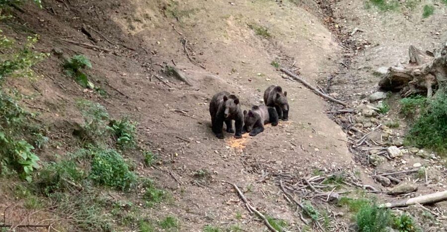 From Brasov: Bear Watching in the Wild - Key Points I’d Plan Around