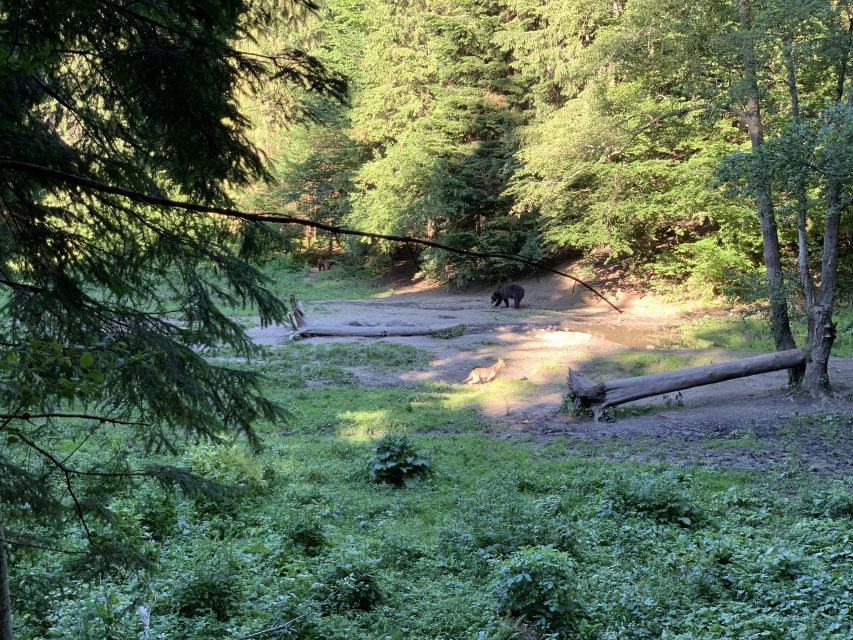 From Brasov: Bear Watching in the Wild - Bear Watching Around Brasov: Why the Timing Matters
