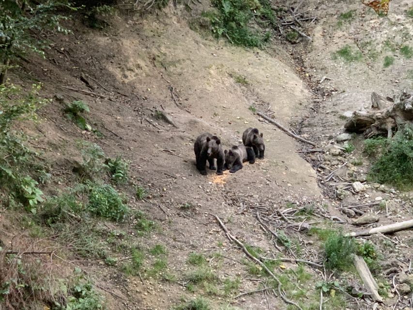 From Brasov: Bear Watching in the Wild - Ranger Rules and Safety: Watching Bears Without Rushing Them