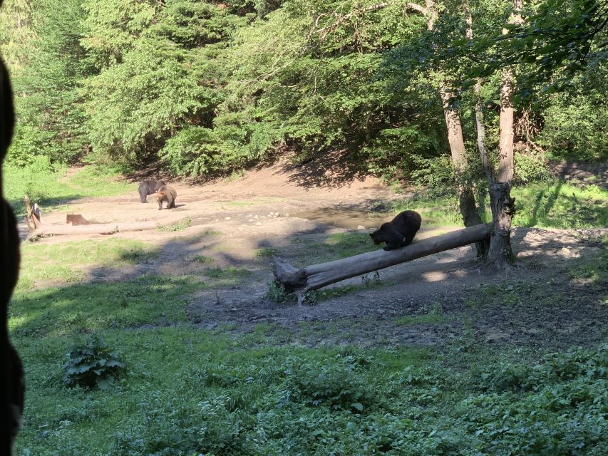 From Brasov: Bear Watching in the Wild - The Observatory Moment: Walk In or Ride by Jeep