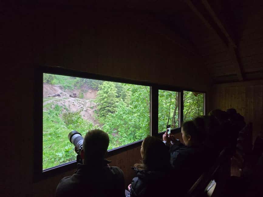 From Brasov: Bear Watching in the Wild - What You’ll Learn About Brown Bears in Transylvania