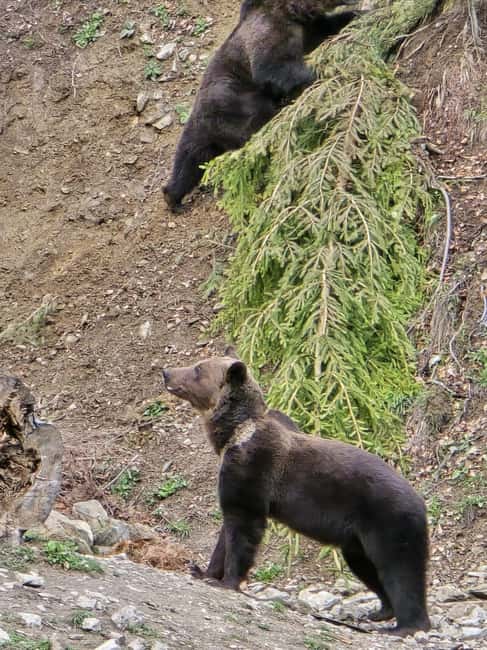 From Brasov: Bear Watching in the Wild - Wildlife Beyond Bears: How Often It Happens and Why You Should Watch