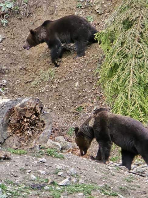 From Brasov: Bear Watching in the Wild - Photography and the Clean Glass Advantage