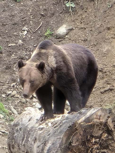 From Brasov: Bear Watching in the Wild - What 3.5 Hours Feels Like in Real Life