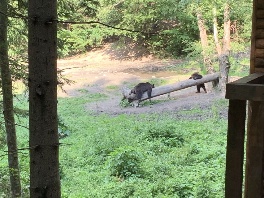 From Brasov: Bear Watching in the Wild - Getting Out of Brasov: The 30-Minute Drive You’ll Appreciate