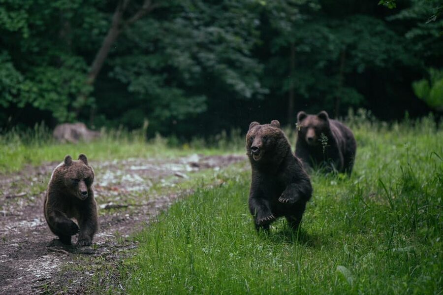From Brasov: Brown Bear Watching in the Carpathian Mountains - Key highlights you’ll actually care about