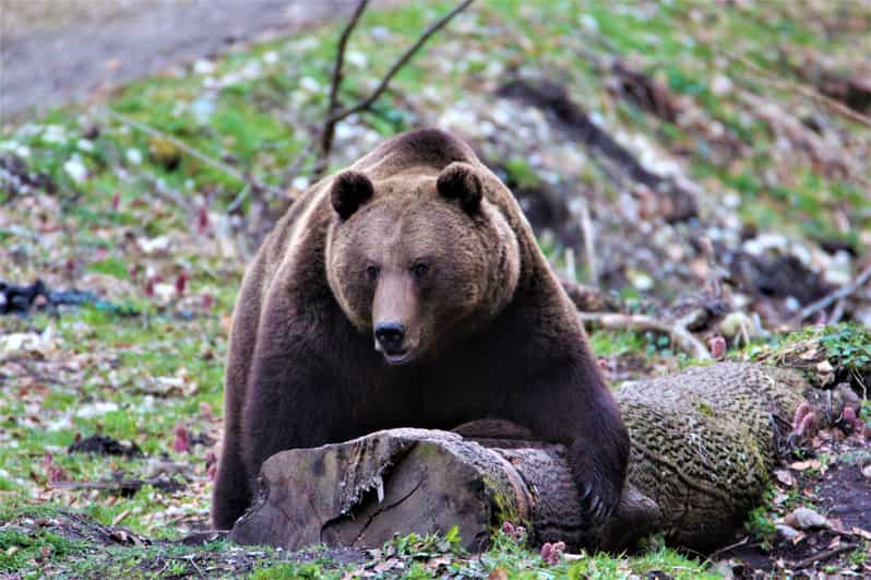From Brasov: Brown Bear Watching in the Carpathian Mountains - Gear and comfort: what to bring for an all-weather forest sit