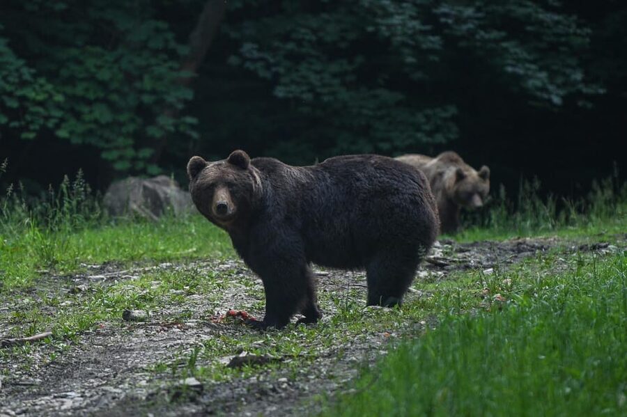 From Brasov: Brown Bear Watching in the Carpathian Mountains - Why Carpathian brown bears from Brașov are worth your time