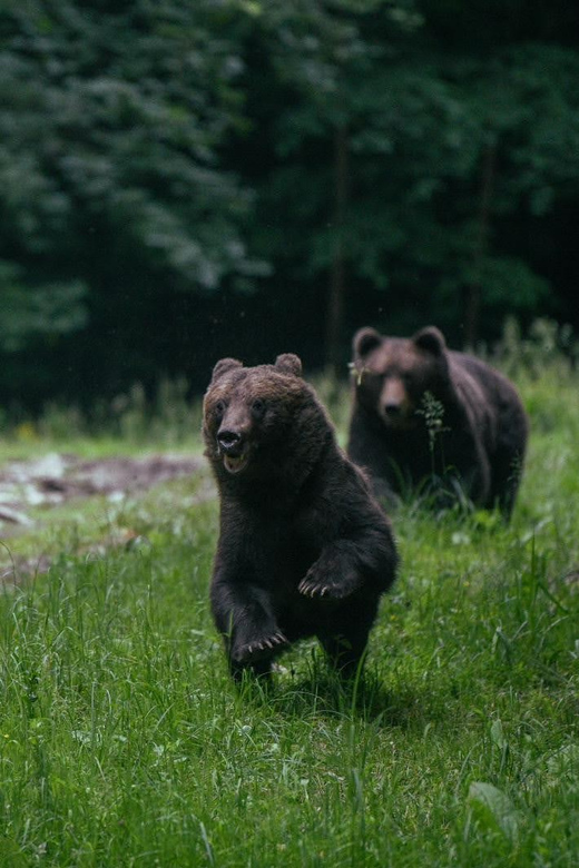 From Brasov: Brown Bear Watching in the Carpathian Mountains - The 40-minute drives: how you keep the day stress-free