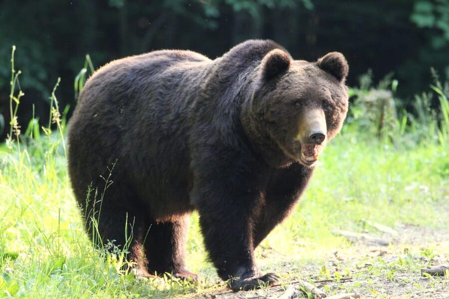 From Brasov: Brown Bear Watching in the Carpathian Mountains - Stop by stop: what happens from Brașov to the bear hide