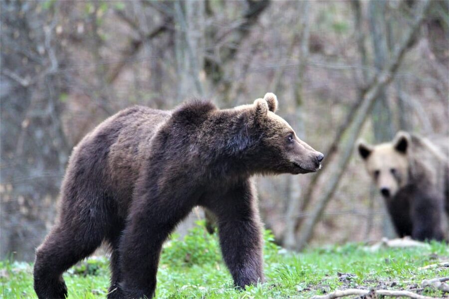 From Brasov: Brown Bear Watching in the Carpathian Mountains - Walking to the hide: muddy paths, quiet rules, and real safety
