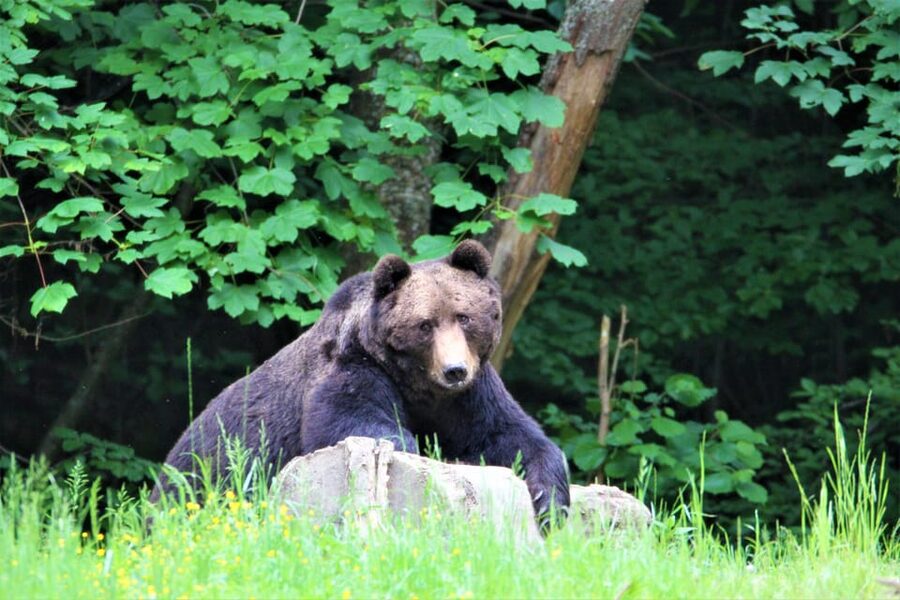 From Brasov: Brown Bear Watching in the Carpathian Mountains - What you learn at the hide: European brown bear behavior in plain language
