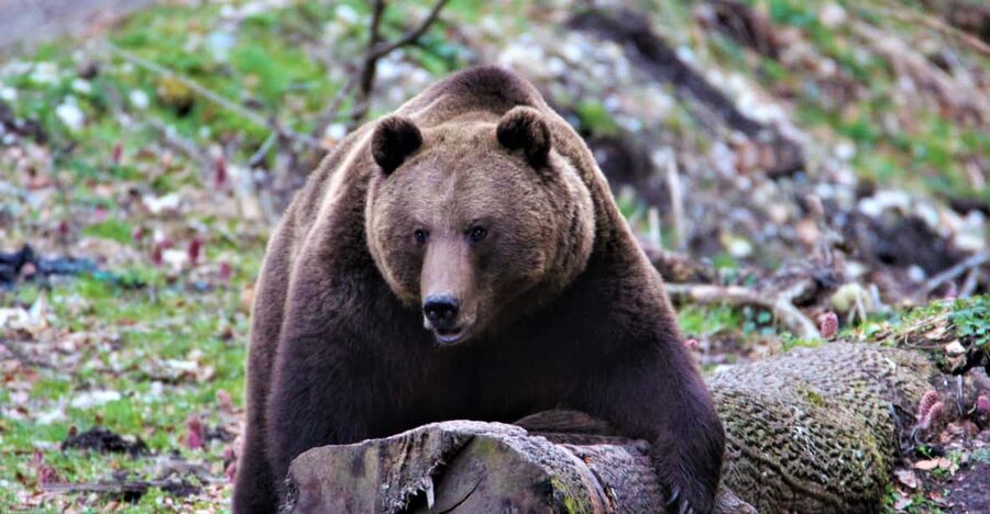 From Brasov: Brown Bear Watching in the Carpathian Mountains - Stop 3, the 2-hour Carpathian session: watching is the main event