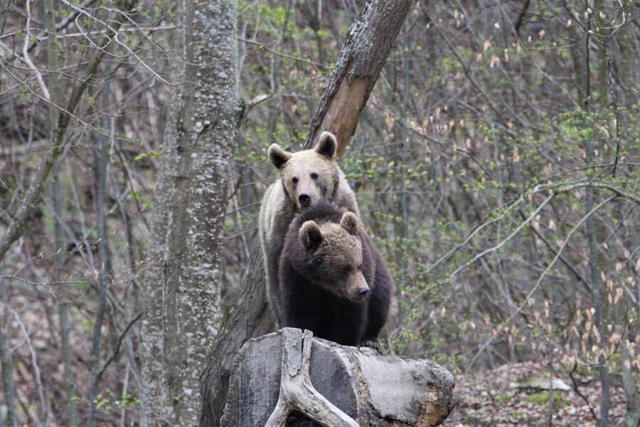 From Brasov: Brown Bear Watching in the Carpathian Mountains - Ethical wildlife management: why bears are fed in this area