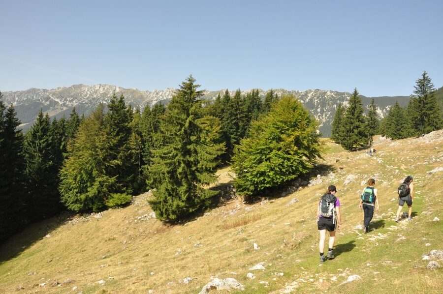 From Brasov: Piatra Craiului National Park Private Day Tour - Brașov Pickup and Private Guidance That Changes the Whole Day