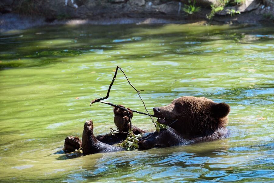 From Bucharest: Bear Sanctuary and Dracula Castle Day Tour - Key things to know before you go