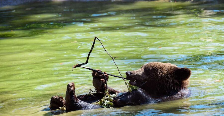 From Bucharest: Bear Sanctuary and Dracula Castle Day Tour - The 8-hour rhythm: Bucharest to Bran to bears