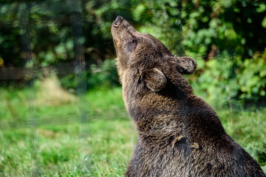 From Bucharest: Bear Sanctuary and Dracula Castle Day Tour - Libearty Bear Sanctuary Zarnesti: freedom in 69 hectares